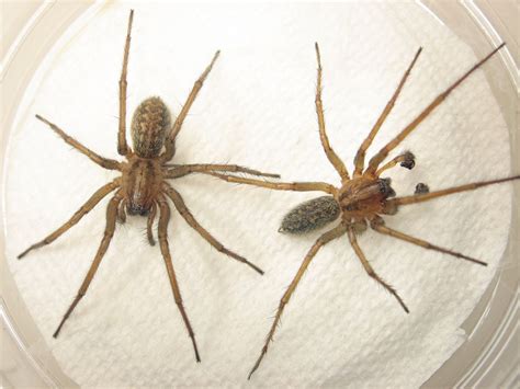 Hobo spider, Spider identification, Brown recluse spider