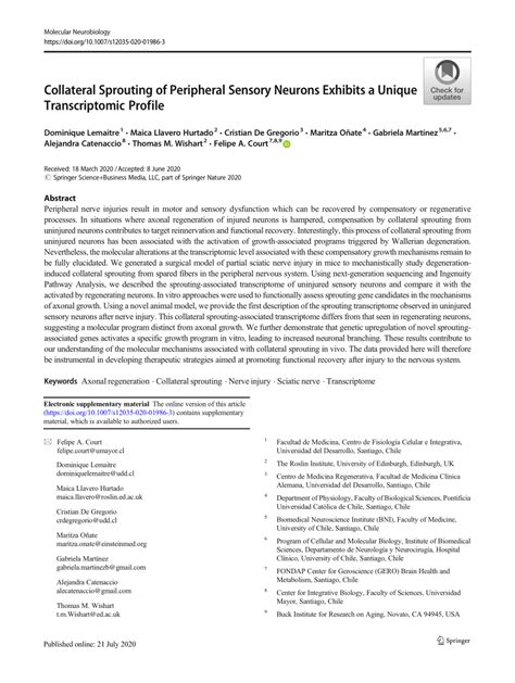 (PDF) Collateral Sprouting of Peripheral Sensory Neurons Exhibits a ...