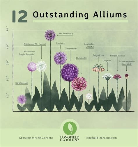 Many gardeners don’t realize there are many types of alliums. With a little planning, you can ...