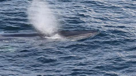 NOAA Puts Endangered Whale in the Spotlight