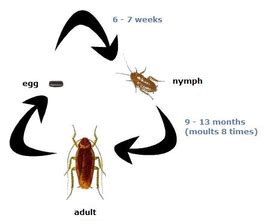 Hissing Cockroach - Biology