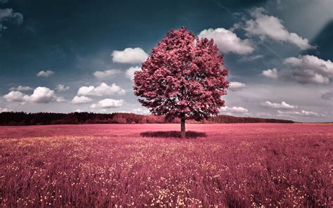 Pink Fall HD Wallpapers Free Download