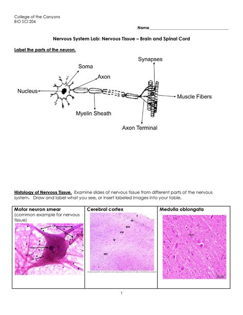 Nervous system histology lab worksheet - College of the Canyons BIO SCI 204 - Studocu