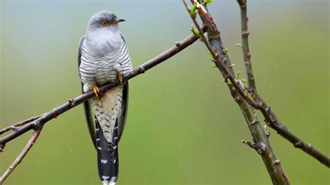 British Gamblers Bet On Cuckoo Migration | Mental Floss