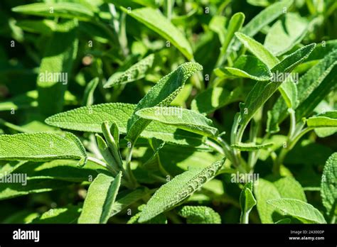 Sage herb plant Stock Photo - Alamy