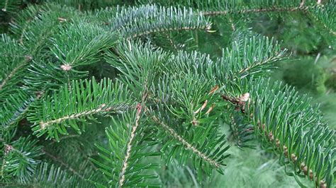 Abies balsamea - Trees and Shrubs Online