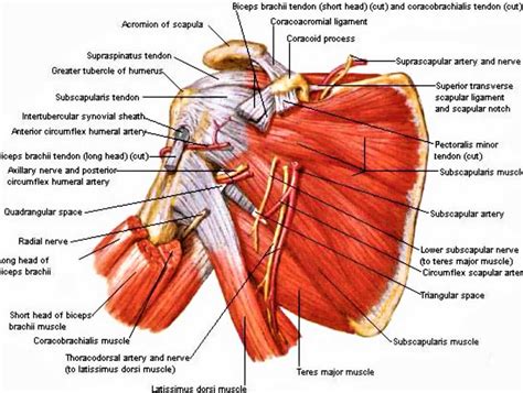 17 Muscles Of The Scapula