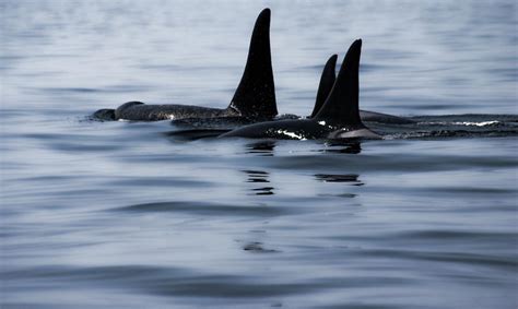 Orca Family - digitally painted Photograph by Marilyn Wilson - Fine Art ...