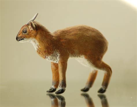 Royal Antelope