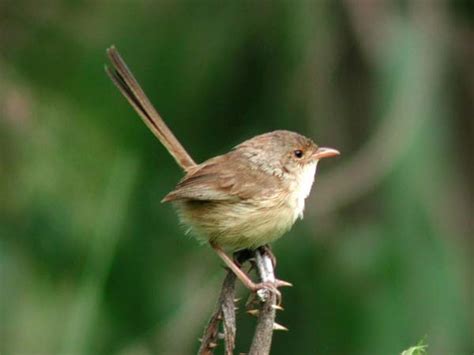 Red-backed Fairy-wren (Malurus melanocephalus)