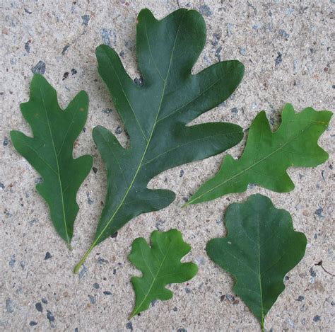 All these leaves are from different species of the White Oak group. They have rounded lobes. The ...