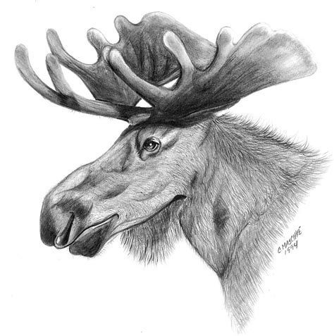 Moose Graphite Drawing. Giclee Art Print of My Original Pencil - Etsy