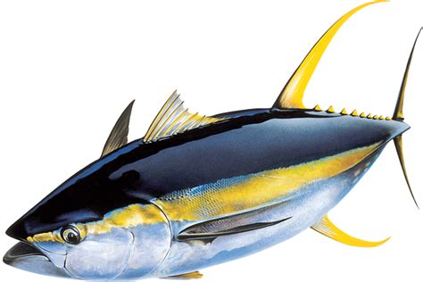 Next gen sequencing means a brighter future for yellowfin tuna - CSIRO