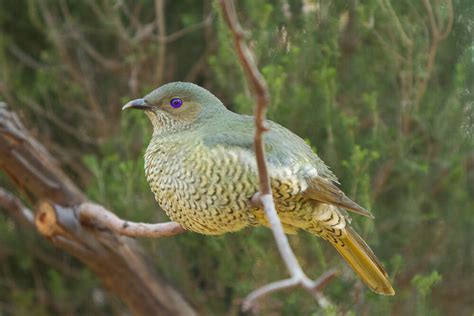 Bowerbird | San Diego Zoo Animals & Plants