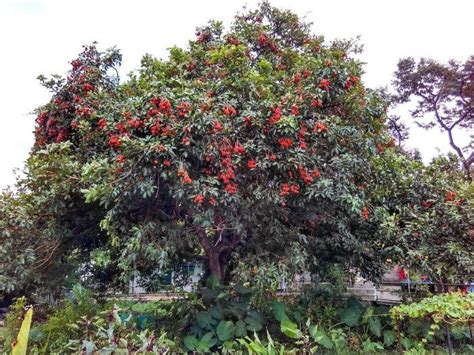 Rambutan Tree - Twin Fruit
