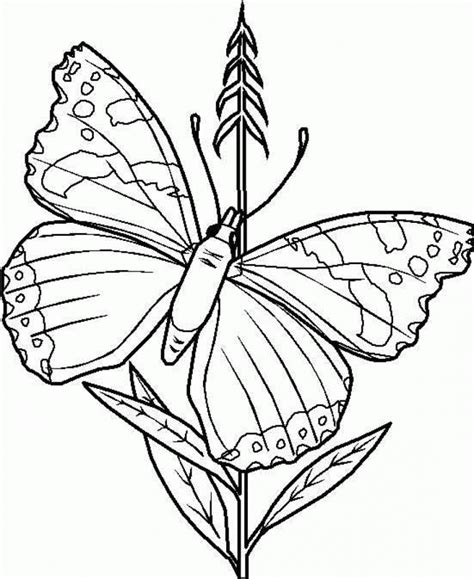 Free Printable Butterfly Coloring Pages For Kids