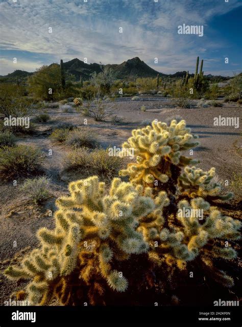 Teddy Bear Cholla, Cabeza Prieta National Wildlife Refuge, Organ Pipe Cactus National Monument ...