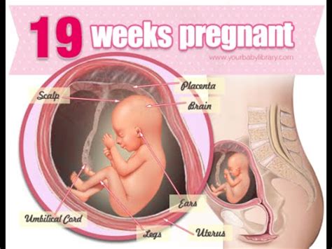 Fetal development 19 weeks pregnant - YouTube