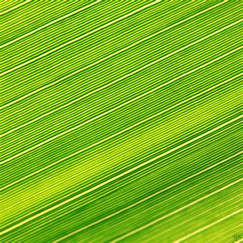 20110911_F0001_2000: Giant Cane leaf with parallel venation - a photo ...