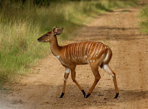 Nyala - a South African antelope | Africa wildlife, African animals, African antelope