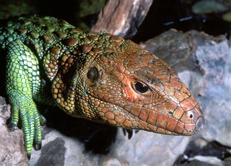 Caiman Lizard