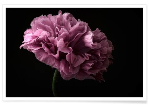 Poppy Photograph Poster | JUNIQE