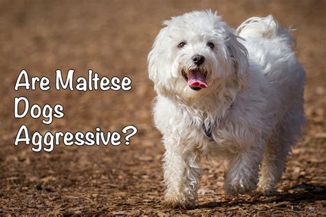 Are Maltese Dogs Aggressive? - Bichon World