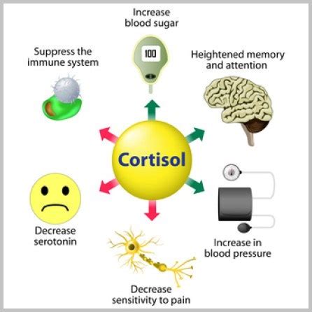 Cortisol, definition and role — Muskultura.mk