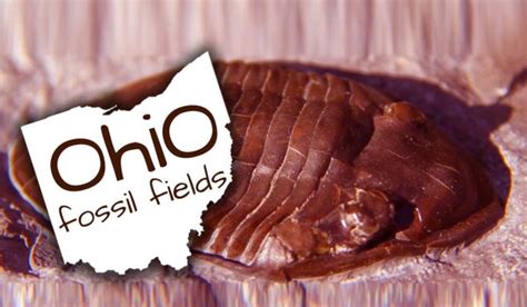 Fossil Hunting Parks in Ohio - Akron Ohio Moms