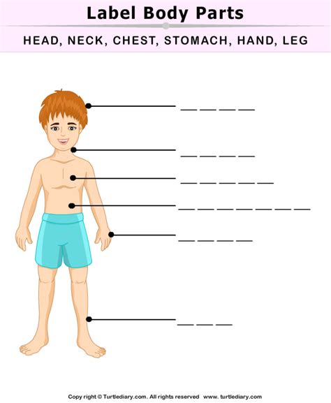 Human Body Parts Labeling