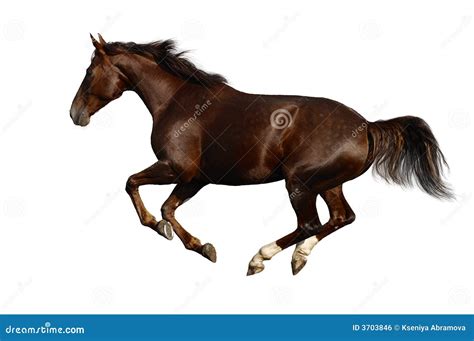 Gallop Horse Royalty Free Stock Image - Image: 3703846