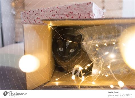 cat inside a christmas gift box with lights - a Royalty Free Stock Photo from Photocase