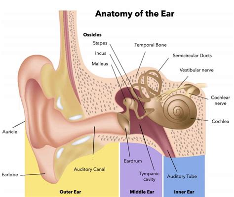 How to Perform a Thorough Ear Exam - a Step By Step Guide