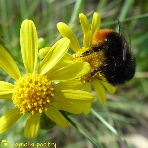 Female Red-tailed black bumblebee | Castlefield, Manchester | Flickr