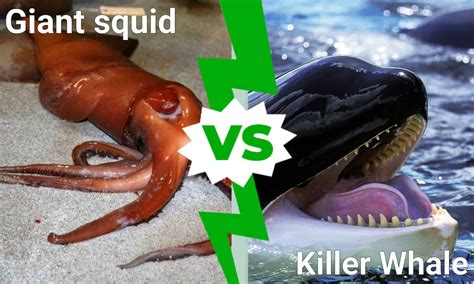 Epic Battle: Can a Giant Squid Take Down a Killer Whale in a Fight? - A-Z Animals