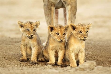 Three lion cubs in the Kalahari Desert, South Africa | Insight Guides Blog