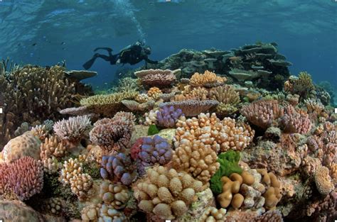 » How Ocean Acidification Came to Be Implicated in Coral Decline Angles ...