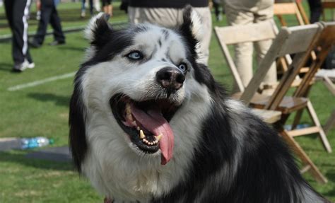 NIU retires adorable dog mascot that high fives cheerleaders | For The Win