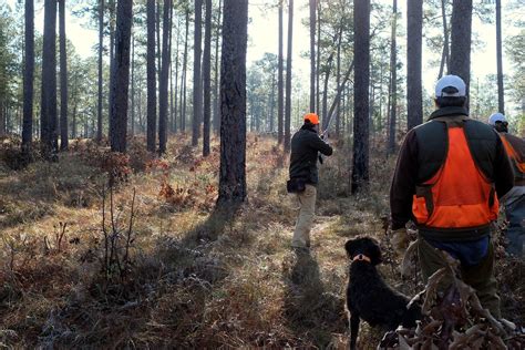 Backwoods Preserve Quail Hunting | Red Clay Soul