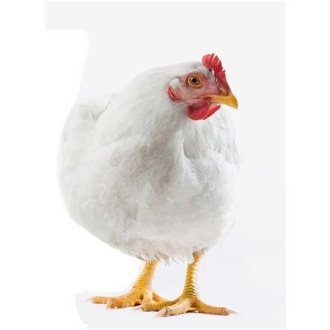 Female Poultry Broiler Hen at Rs 77/kilogram in Secunderabad | ID: 14081951955