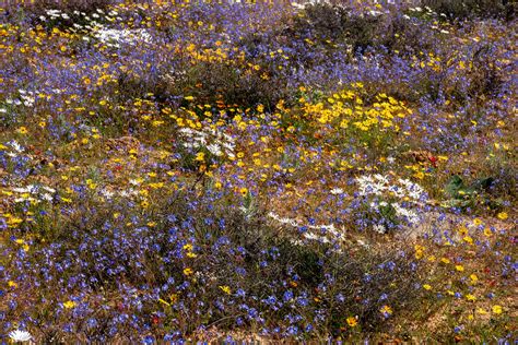 wildflowers | Natural gardening at Nieuwoudtville | Leon Oosthuizen ...