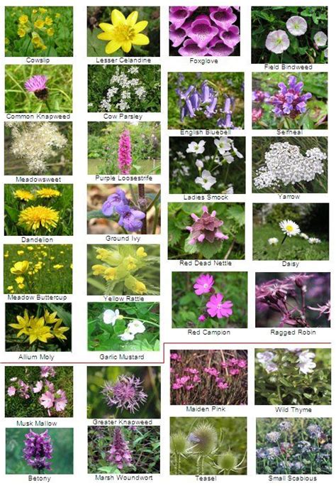 Wild flowers uk, British wild flowers, Flowers uk