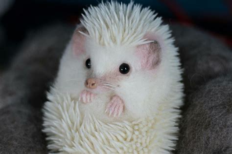 Curled White Hedgehog. White spines on pure white hair with bright eyes. | animales | Erizos ...