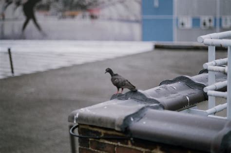 DH000002 | Walgreens Studio 35mm 100 ISO | GoldCoast Skateboards | Flickr