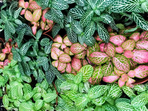 Nerve Plant Care: How to Grow Fittonia Plants