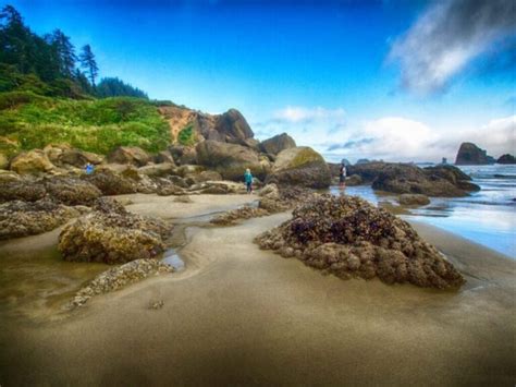 Oregon Coast Tide Pools Guide: The Best Spots to See Creatures