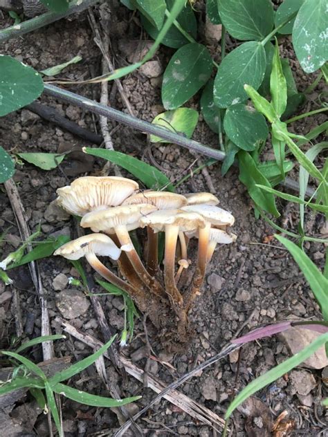 The Two Enoki Mushrooms: Foraging, Identification, and Cultivation - Mushroom Appreciation