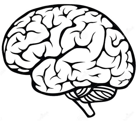 Brain Vector - ClipArt Best