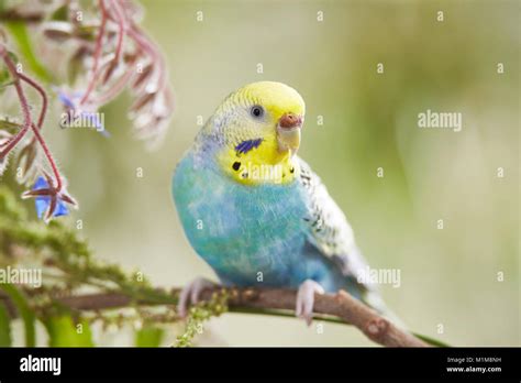 Rainbow Budgerigar, Budgie (Melopsittacus undulatus) on Borage (Borago officinalis) stalk ...