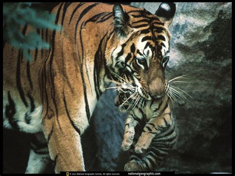 Tiger mother and cub - Animal Cubs Wallpaper (28137289) - Fanpop